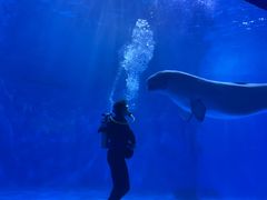 -多彩贵州城极地海洋世界