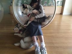 -Husky Go! 哈士奇体验馆·宠物咖啡厅狗咖