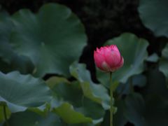 -四川大学(华西校区)