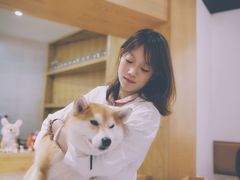 伙计-柴务处·柴犬主题狗咖