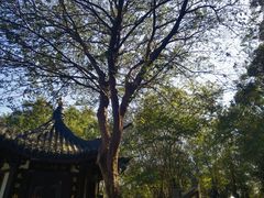 -上海佘山国家森林公园西佘山园