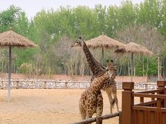 -北京野生动物园