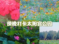-太阳宫公园