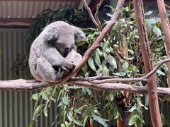 -费瑟代尔野生动物园