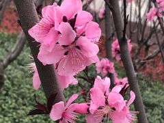 -上海市龙华烈士陵园