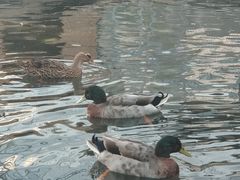 -北京园博大酒店