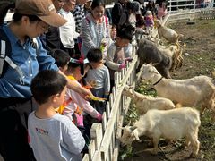 -前小桔亲子创意农场·草莓采摘·露营烧烤