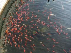 景点-祥源·阜阳生态乐园