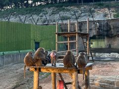 -大连森林动物园