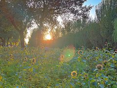 -长白岛森林公园