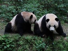 -成都大熊猫繁育研究基地