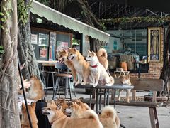-柴犬高等学院·狗咖·柴犬售卖·宠物训练
