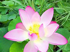 -武清南湖绿博园