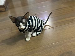 -瑞派·关忠动物医院·猫专科·犬专科(三环新城店)