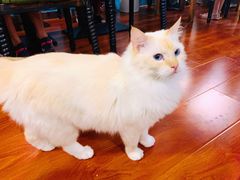 -猫小院猫主题咖啡厅(北锣店)