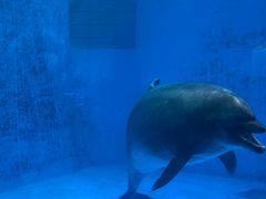 -海合安成都极地海洋公园