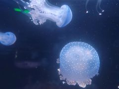 -欢乐海岸海洋奇梦馆