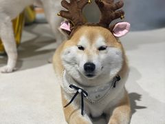 -柴务处·柴犬主题狗咖