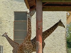 -石家庄市动物园