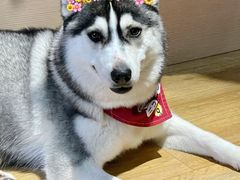 -Husky Go! 哈士奇体验馆·宠物咖啡厅狗咖