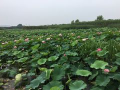 -荷塘月色湿地公园·向阳花洲