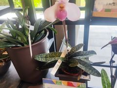 -云溪植物园
