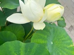 -莲花池公园