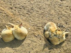-上海野生动物园