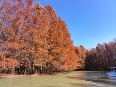 -上海海湾国家森林公园