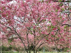 -天适樱花悠乐园