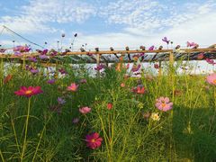 -格桑花餐厅·炭火烤羊腿(丰宁坝上草原店)