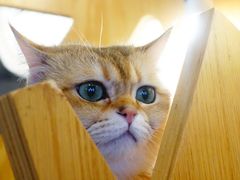 -MOCHA明星猫咖(田子坊店)