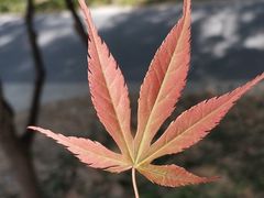 -嘉定紫藤园