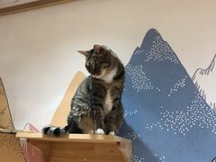-滚猫咖啡·猫咖·猫友好撸猫(未来城店)