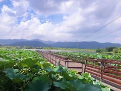 -长田漾湿地公园