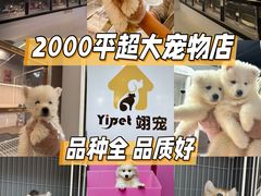 -翊宠yipet猫狗购宠庄园犬舍•猫舍