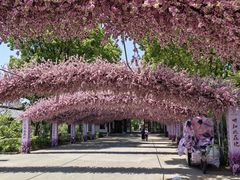 -南汇桃花村