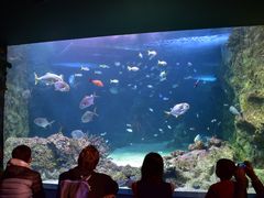 -悉尼海洋生物水族馆