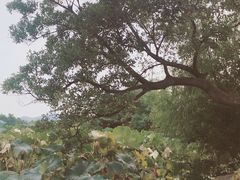 -云龙湖旅游景区