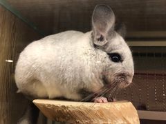 -藦茜花园宠物主题亲子互动体验馆(国顺东路店)