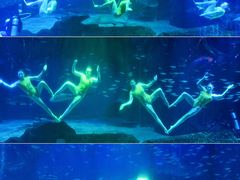 -海合安成都极地海洋公园