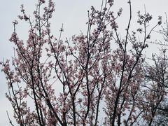 -上海辰山植物园