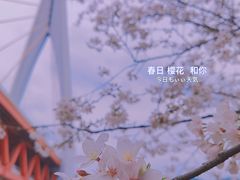 -茶家小妹