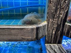 -阿娘家·原生态农家菜(国顺东路店)