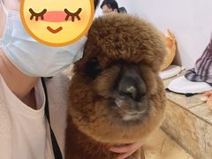 -猫色咖啡·猫咖