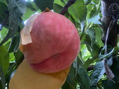 -老袁家蜜桃农场·阳山水蜜桃