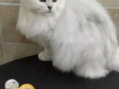 -佳雯宠物医院(信河分店)