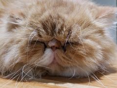 -藏猫猫咖啡主题馆(中央大道店)