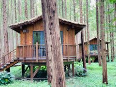 -黄海国家森林公园