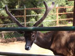 -青藏高原野生动物园